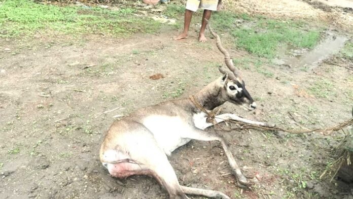 deer Pothangal