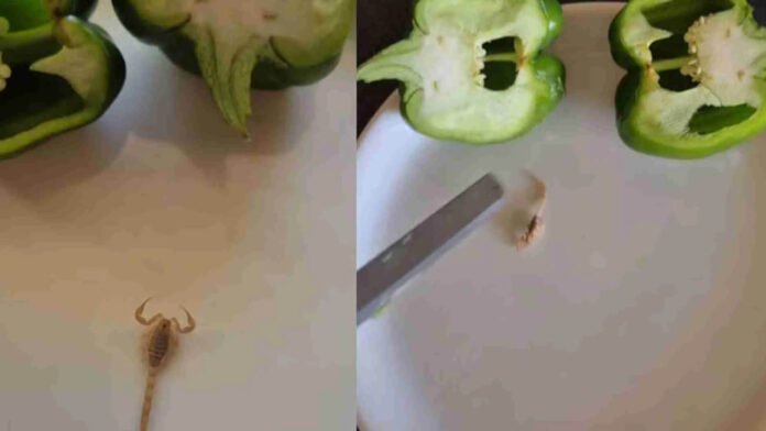 Capcicum